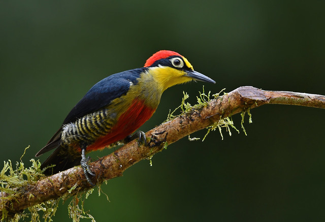 Benedito-de-testa-amarela / Yellow-fronted Woodpecker