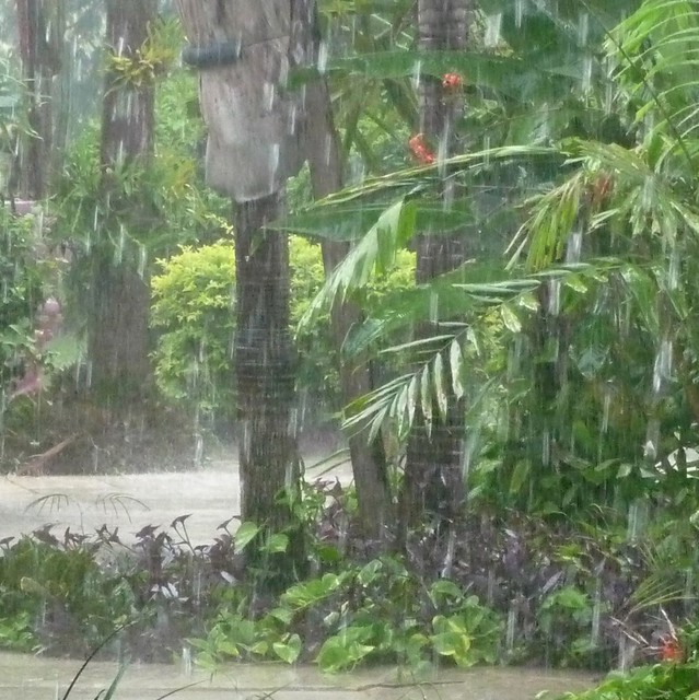Tropical rain in garden.  (14)