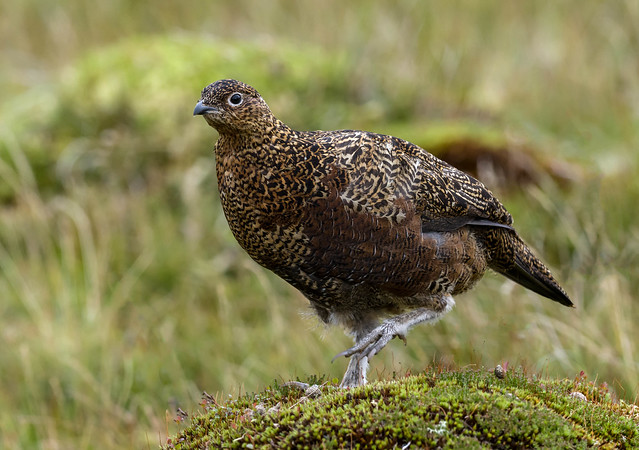 Red-Grouse (f)