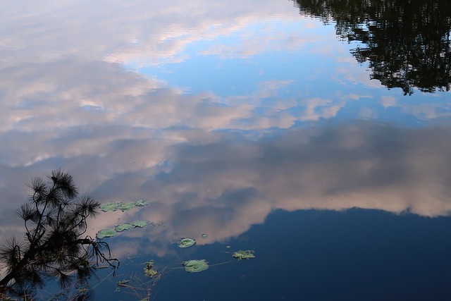 cloud & tree reflections