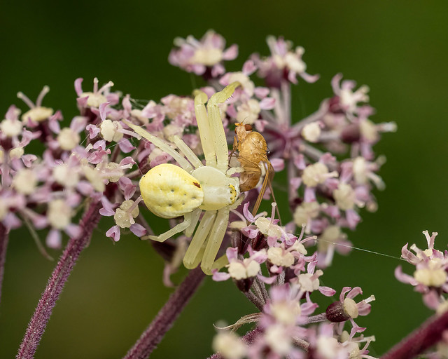 Goldenrod Crab Spider with fly