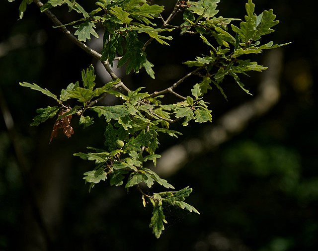 The Major Oak (04). Sherwood Forest. Sept 2023