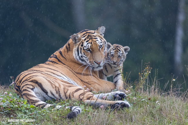 Siberian Tigress with Cub- Aqua Zoo Leeuwarden