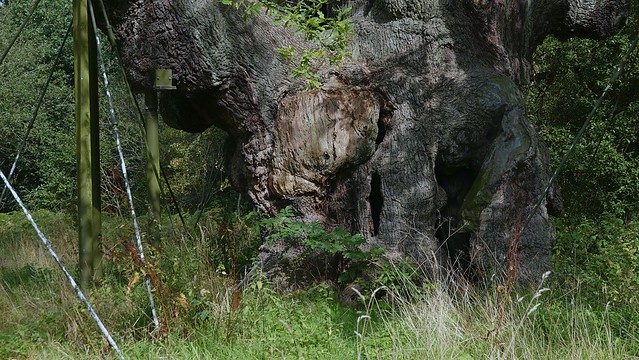 The Major Oak (03). Sherwood Forest. Sept 2023