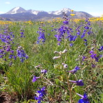 Delphinium andersonii var. scaposum Delphinium andersonii var. scaposum, with mostly basal leaves and flowers with pale blue purple petals growing on the northwest flank of the La Sal Mountains, road to Warner Lake, southeast corner of Grand County, Utah.