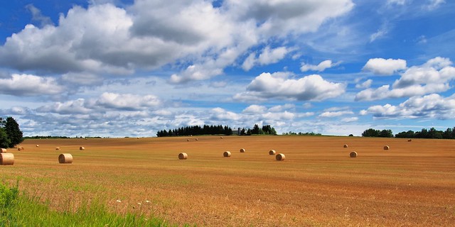 Mid-summer panorama, Simcoe County, Ontario.