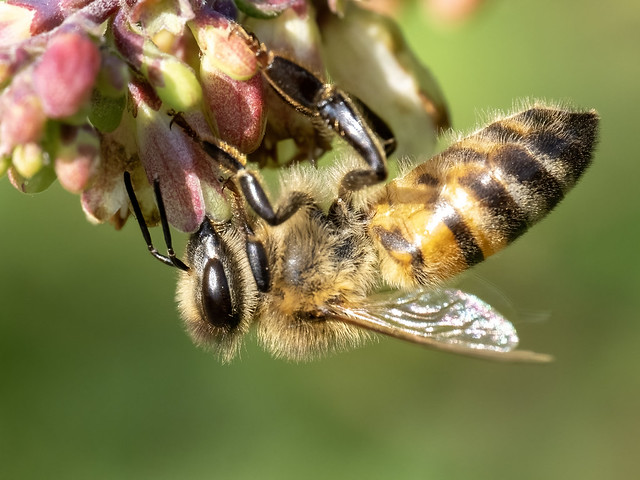 Honingbij-Honeybee (Apis mellifera)