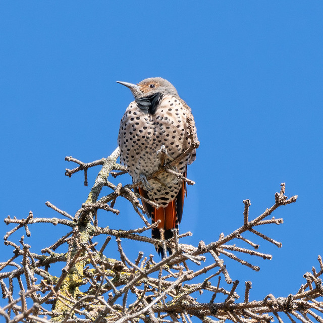 Northern Red-shafted Flicker (female)