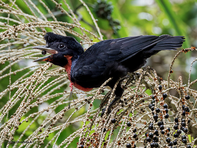Bare-necked Umbrellabird (Cephalopterus glabricollis)