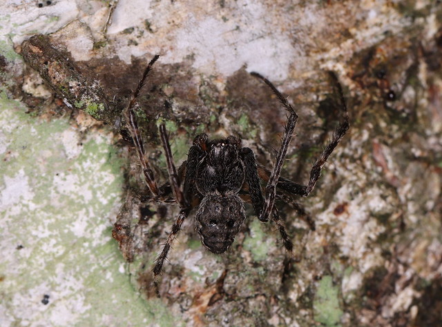 Flad hjulspinder (Walnut Orb-Weaver Spider / Nuctenea umbratica)