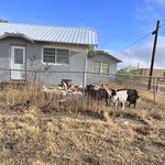 Goat Herd (Turkey, Texas) 