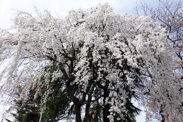 Weeping Cherry Blossoms/枝垂桜