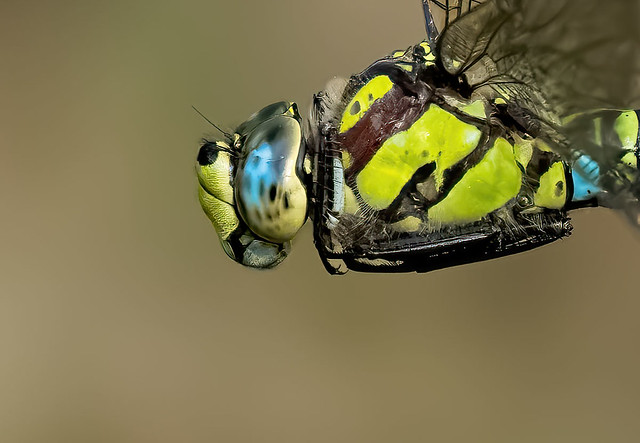 Southern Hawker in flight close-up