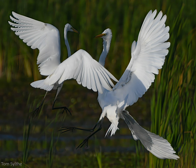 close encounter great american white egrets