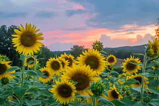 Sunflower Sunset IX