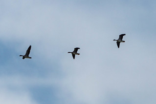 Fliegende Kraniche am Günzer See