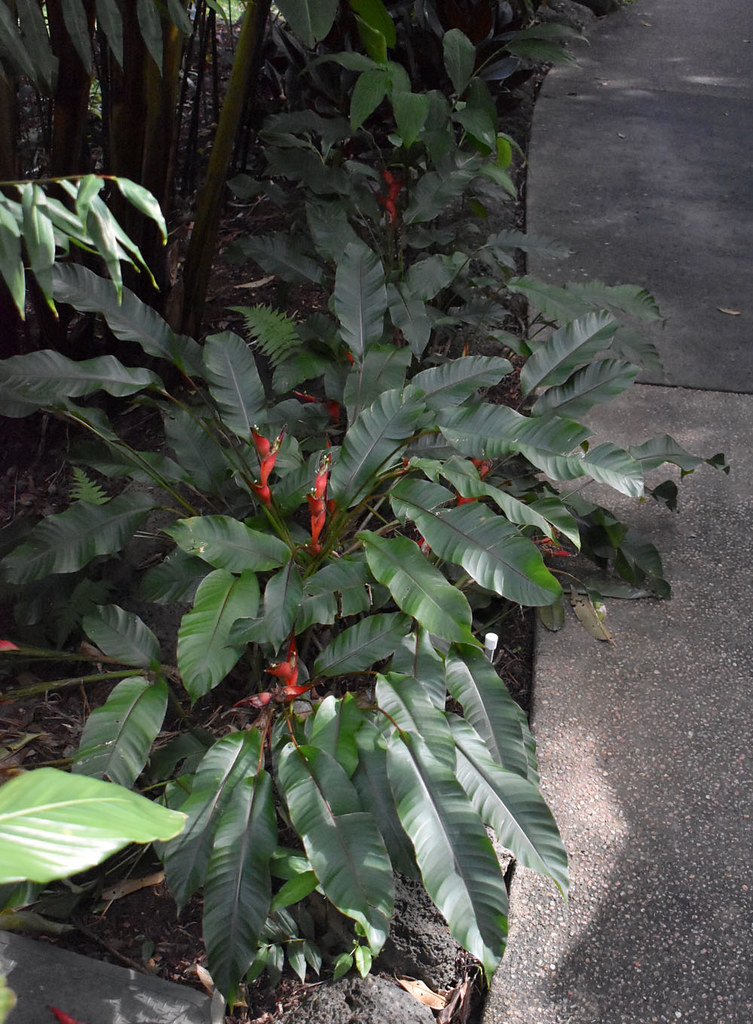 Heliconia stricta, Flecker Botanic Garden, Cairns, QLD 25/07/23