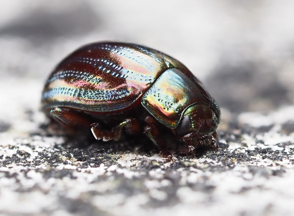 P9180048  rosemary beetle (Chrysolina americana) jpg