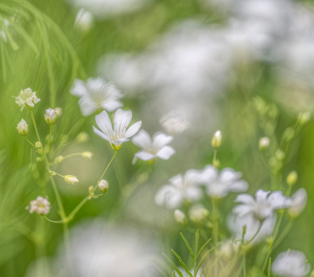 Tiny Garden Wildflowers