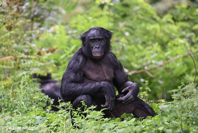 Bonobo - Zoo Planckendeal