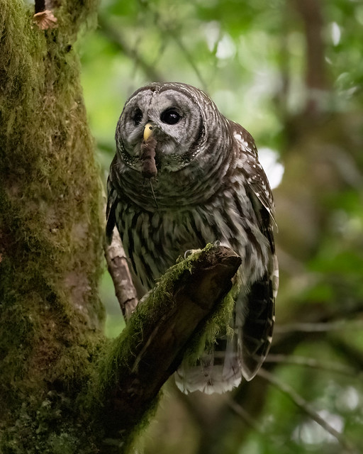 Barred Owl with a little snack