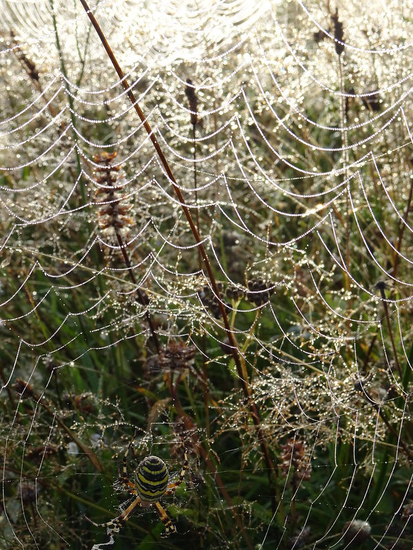 Sparkling spider's web