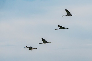 Fliegende Kraniche am Günzer See