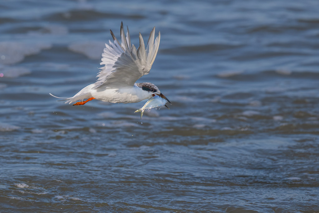 Forster's Tern with a Bluefish