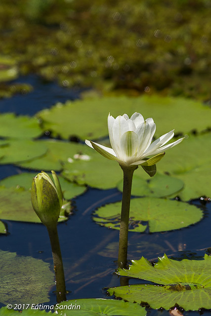 Nymphaea lotus Nenúfar-branco