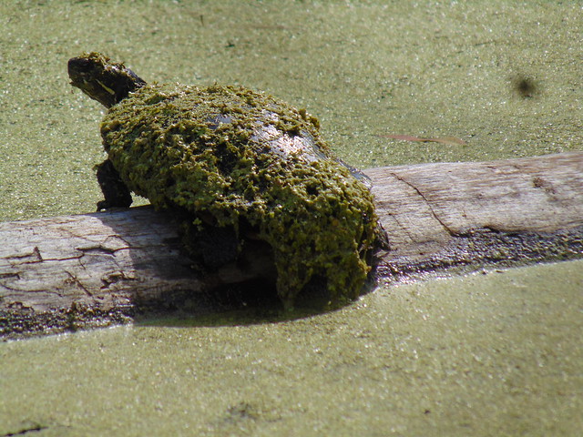 Algae on a turtle