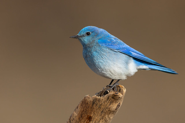 Mountain Bluebird (R55_4208-1)