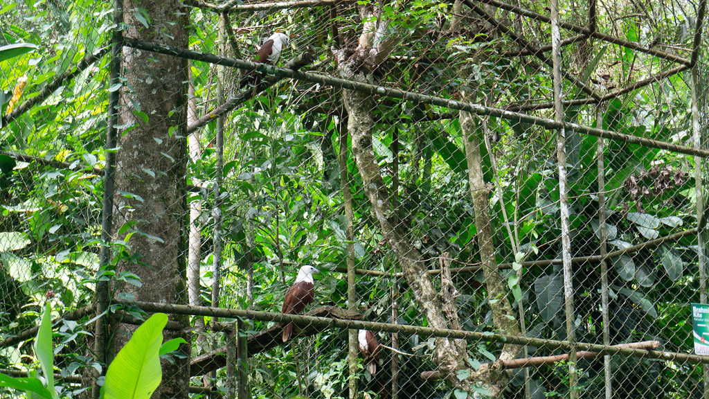 Philippine birds in a huge enclosure in PEC