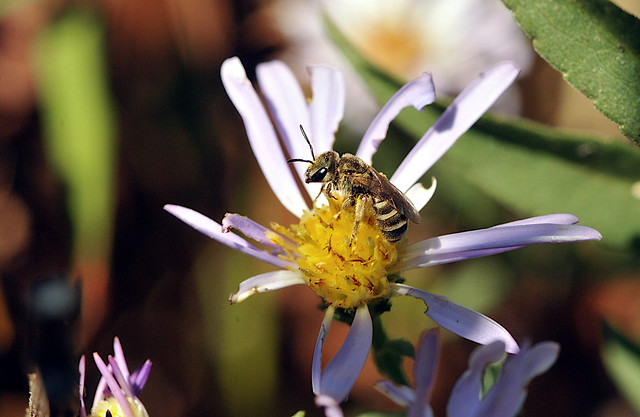 Sweat bee on Pacific aster