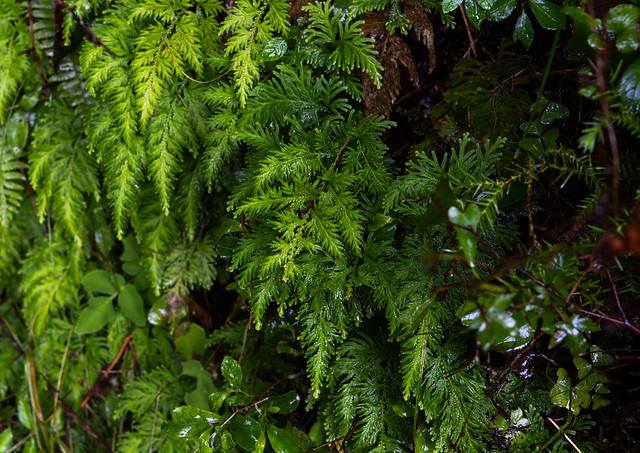 Plants in the forest, Shizuoka prefecture, Izu, Japan