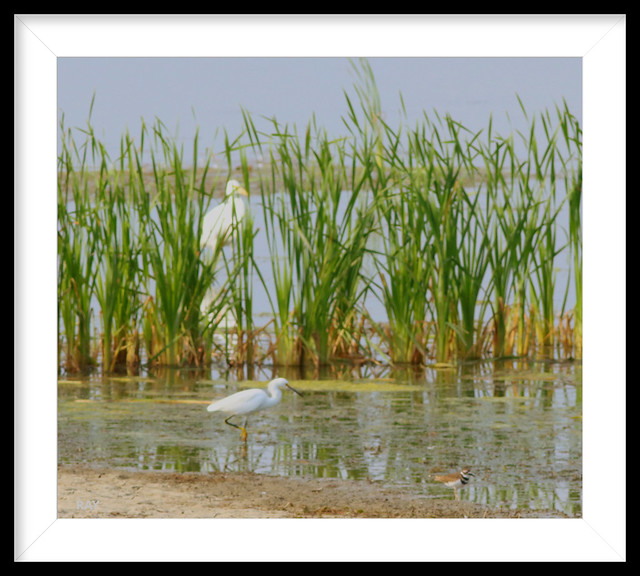 Here we have a Great White Egret,hiding behind the reeds. A Snowy Egret, in front of the reeds. A Killdeer a the bottom right.