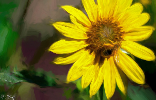 Wild Sunflower, wife's garden, Concho, Arizona