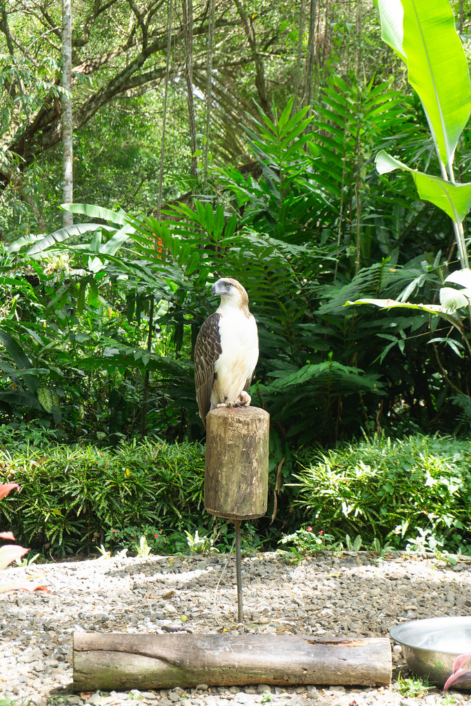 A Philippine Eagle outside of its enclosures in the Philippine Eagle Center