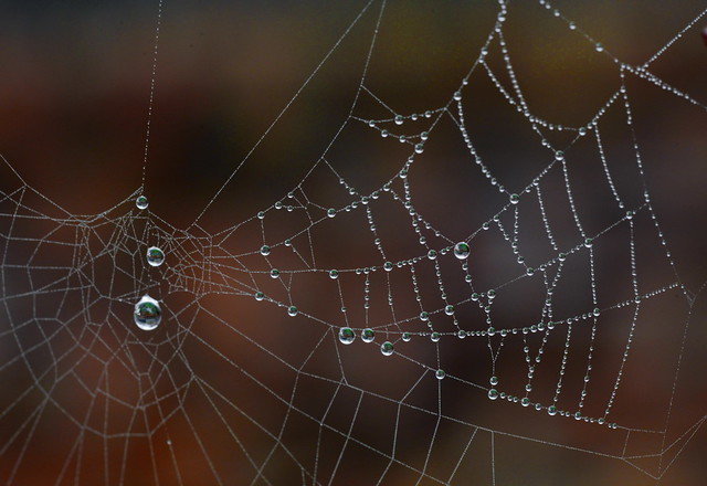Spider Web Dew Drops