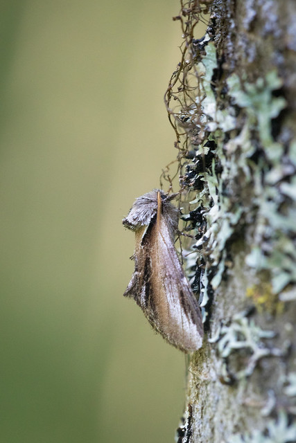 Lesser Swallow Prominent - Pheosia gnoma