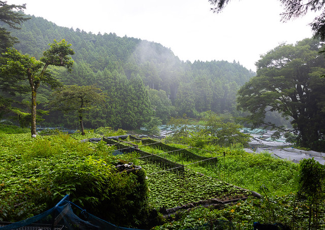 Cultivation of wasabi crops in the hills, Shizuoka prefecture, Ikadaba, Japan