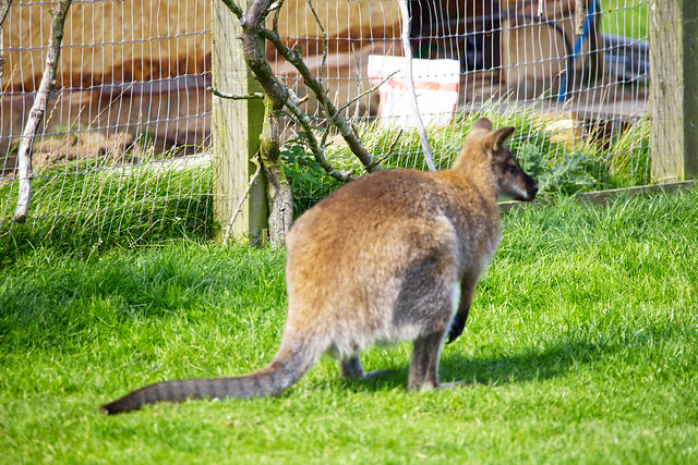 A wallaby happily ignoring me!  IMG_3103