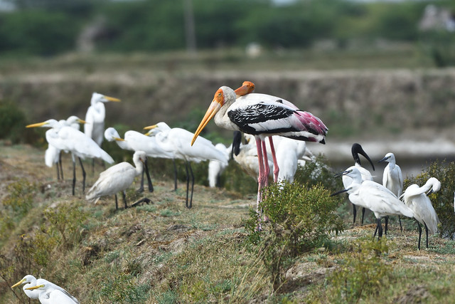 Painted stork, great egret, black-headed ibis, little egret and eurasian spoonbill