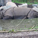 			<p><a href="https://www.flickr.com/people/toms-fotokiste/">Tom&#039;s Fotokiste - Animalphotoark</a> posted a photo:</p>
	
<p><a href="https://www.flickr.com/photos/toms-fotokiste/53198758957/" title="Panzernashorn (Rhinoceros unicornis)"><img src="https://live.staticflickr.com/65535/53198758957_e2dfefb7eb_m.jpg" width="240" height="160" alt="Panzernashorn (Rhinoceros unicornis)" /></a></p>

<p>&quot;(Indisches Panzernashorn) <br />
 (Indisches Nashorn)<br />
(Carl von Linné: 1758)<br />
Berlin (Zoo)&quot;</p>

