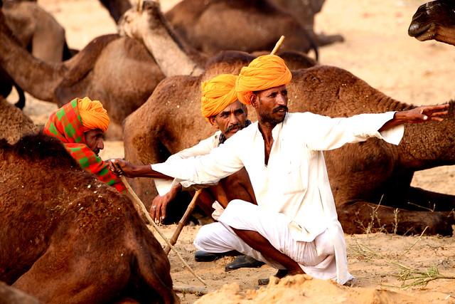 The Camel Dealers, Pushkar, India