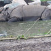 			<p><a href="https://www.flickr.com/people/toms-fotokiste/">Tom&#039;s Fotokiste - Animalphotoark</a> posted a photo:</p>
	
<p><a href="https://www.flickr.com/photos/toms-fotokiste/53199194431/" title="Panzernashorn (Rhinoceros unicornis)"><img src="https://live.staticflickr.com/65535/53199194431_1e6af16a8f_m.jpg" width="240" height="160" alt="Panzernashorn (Rhinoceros unicornis)" /></a></p>

<p>&quot;(Indisches Panzernashorn) <br />
 (Indisches Nashorn)<br />
(Carl von Linné: 1758)<br />
Berlin (Zoo)&quot;</p>
