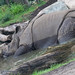 			<p><a href="https://www.flickr.com/people/toms-fotokiste/">Tom&#039;s Fotokiste - Animalphotoark</a> posted a photo:</p>
	
<p><a href="https://www.flickr.com/photos/toms-fotokiste/53199221591/" title="Panzernashorn (Rhinoceros unicornis)"><img src="https://live.staticflickr.com/65535/53199221591_3a6e83c7b1_m.jpg" width="240" height="160" alt="Panzernashorn (Rhinoceros unicornis)" /></a></p>

<p>&quot;(Indisches Panzernashorn) <br />
 (Indisches Nashorn)<br />
(Carl von Linné: 1758)<br />
Berlin (Zoo)&quot;</p>
