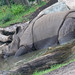 			<p><a href="https://www.flickr.com/people/toms-fotokiste/">Tom&#039;s Fotokiste - Animalphotoark</a> posted a photo:</p>
	
<p><a href="https://www.flickr.com/photos/toms-fotokiste/53199221856/" title="Panzernashorn (Rhinoceros unicornis)"><img src="https://live.staticflickr.com/65535/53199221856_baf3a06446_m.jpg" width="240" height="160" alt="Panzernashorn (Rhinoceros unicornis)" /></a></p>

<p>&quot;(Indisches Panzernashorn) <br />
 (Indisches Nashorn)<br />
(Carl von Linné: 1758)<br />
Berlin (Zoo)&quot;</p>
