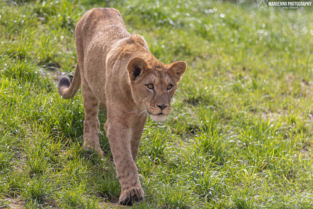 Barbary Lion Cub - Zoo Plzen