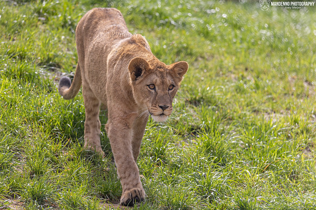Barbary Lion Cub - Zoo Plzen