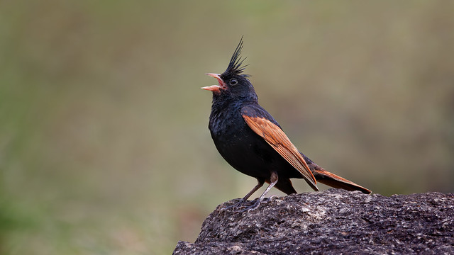 A Crested Bunting Singing in its habitat
